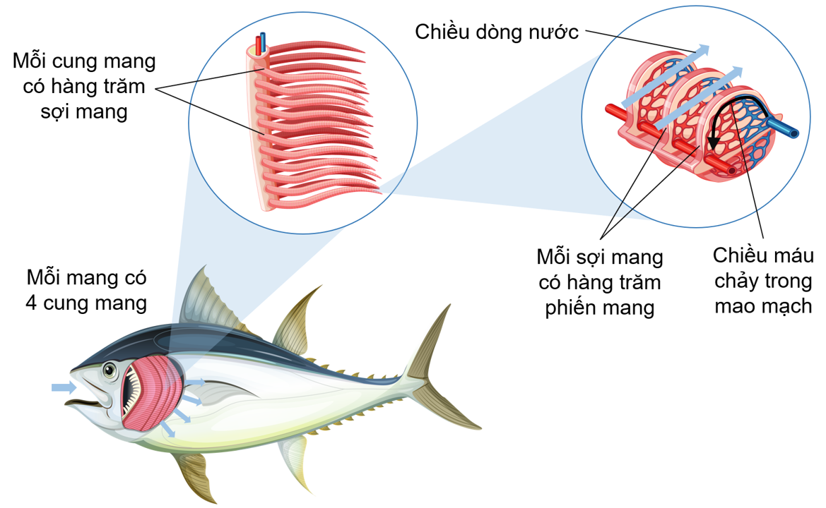 Cấu tạo mang Cá xương