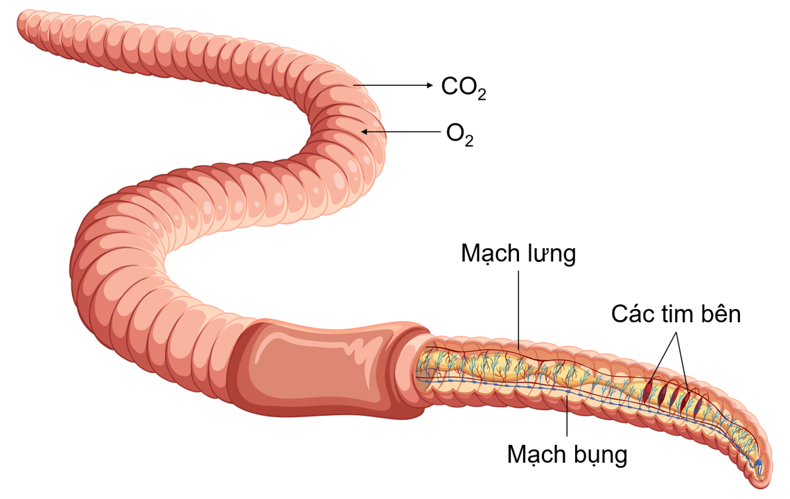 Trao đổi khí qua bề mặt cơ thể ở giun đất