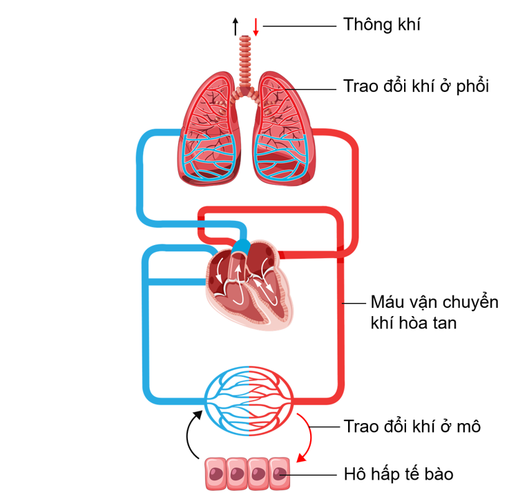 Hệ hô hấp ở động vật: Các cơ quan và phương thức trao đổi khí thích ...