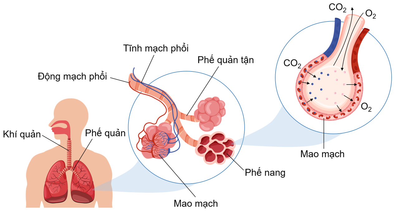 Hô hấp của người, phế nang và trao đổi khí ở phế nang