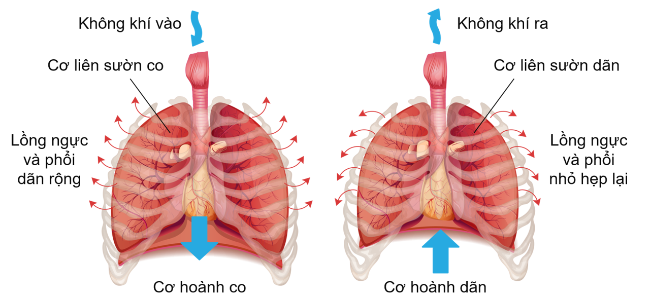 Thông khí ở người