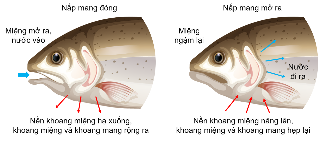 Thông khí ở Cá xương