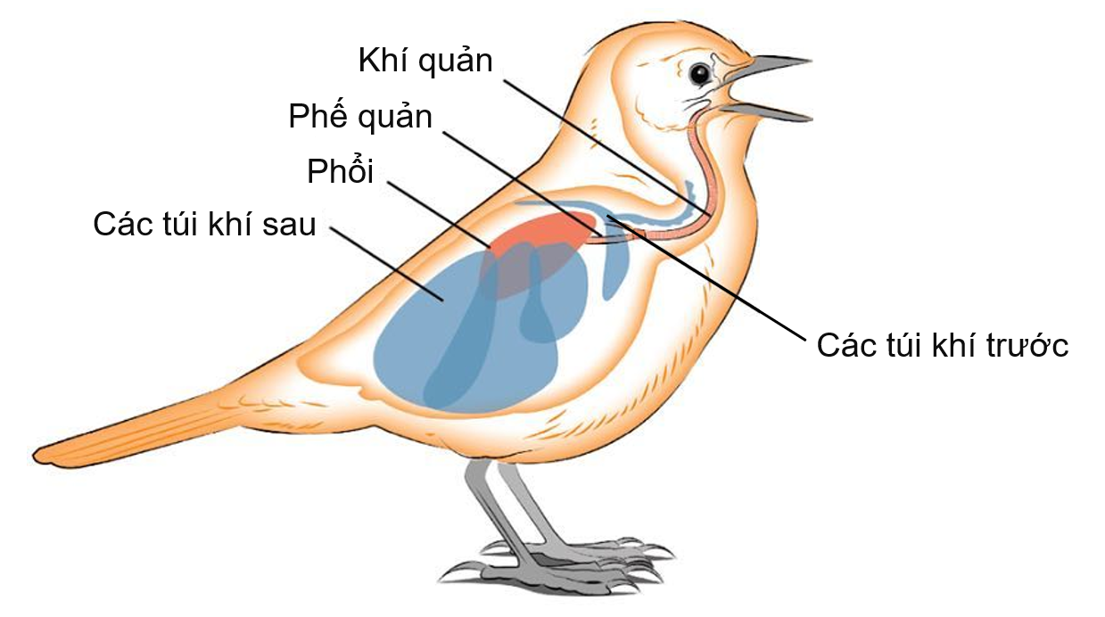 Hệ thống túi khí ở chim