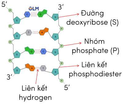 Cấu tạo DNA olm