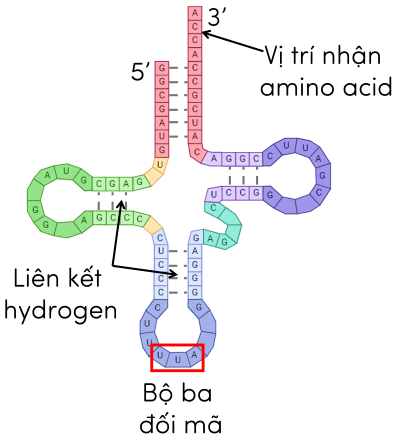 tRNA olm