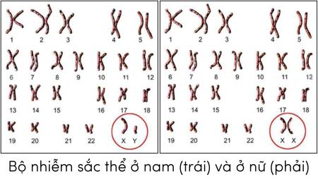 Khoa học tự nhiên 9, bộ nhiễm sắc thể olm