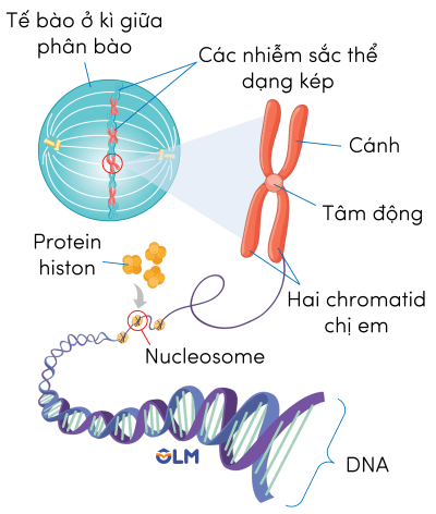 Khoa học tự nhiên 9, nhiễm sắc thể, olm