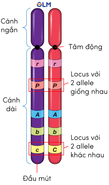 Khoa học tự nhiên 9, nhiễm sắc thể olm