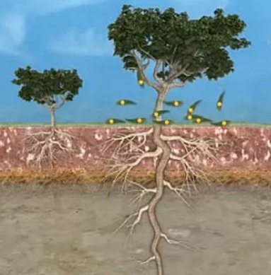 Công nghệ 9, hai loại rễ của cây ăn quả,olm