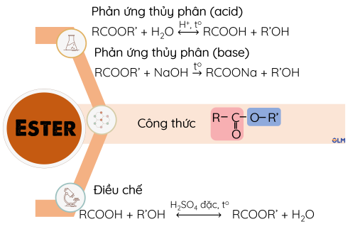 KHTN 9,  Hệ thống hóa kiến thức ester, olm