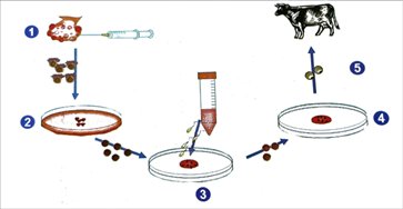 Công nghệ 11, các bước thụ tinh trong ống nghiệm ở bò, olm