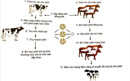 Công nghệ 11, sơ đồ các bước trong công nghệ cấy truyền phôi ở bò, olm