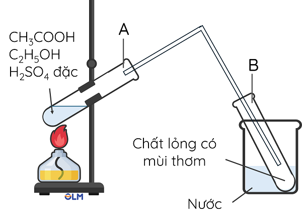 KHTN 9, Phản ứng ester hóa, olm