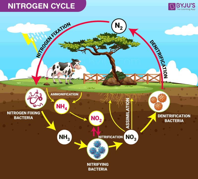 chu trình của nitrogen trong tự nhiên