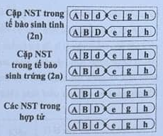 câu 114 - đề THPTQG chính thức 2024 - olm