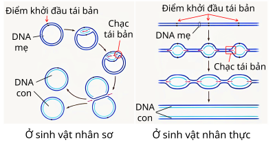 so sánh tái bản DNA ở sinh vật nhân sơ và sinh vật nhân thực olm