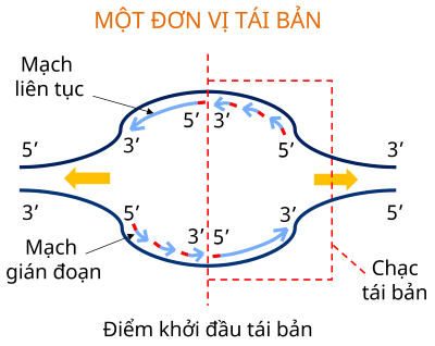 một đơn vị tái bản DNA olm