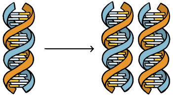  khoa học tự nhiên 9, tái bản DNA olm 