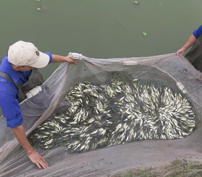 Công nghệ 12, năng suất, olm