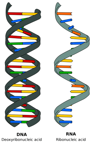 Khoa học tự nhiên 9, DNA và RNA, olm