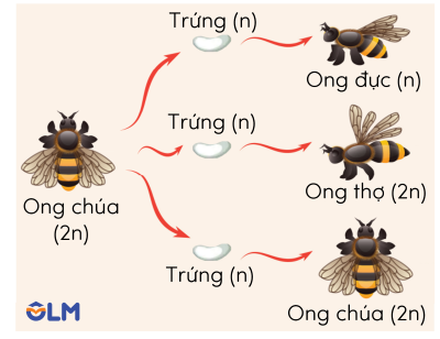 Khoa học tự nhiên 9, bộ nhiễm sắc thể lưỡng bội và đơn bội ở ong olm