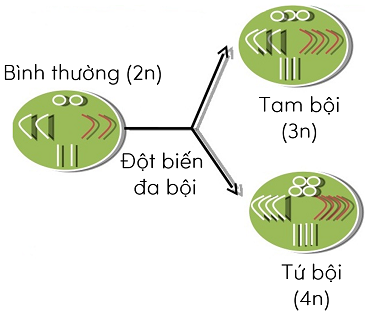 khoa học tự nhiên 9, đột biến đa bội nhiễm sắc thể olm