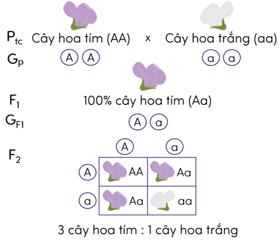 Khoa học tự nhiên 9, Giải thích thí nghiệm lai một tính trạng màu hoa của Mendel, olm