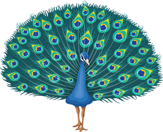 peacock olm