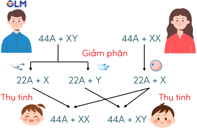 khoa học tự nhiên 9,  cơ chế xác định giới tính ở người olm