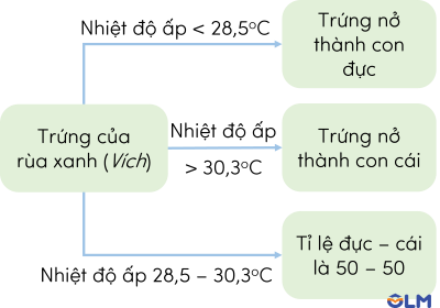 khoa học tự nhiên 9, ảnh hưởng đến sự phân hóa giới tính olm