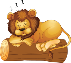lion sleeping olm