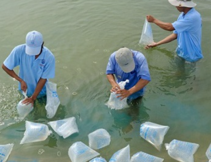 Công nghệ 12, giống, olm