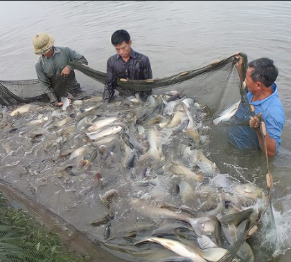 Công nghệ 12, thu hoạch, olm