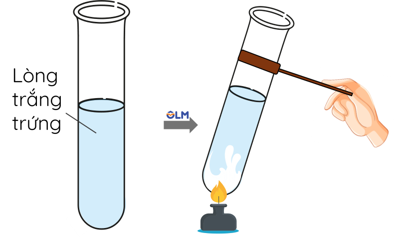 KHTN 9, Thí nghiệm đông tụ protein, olm