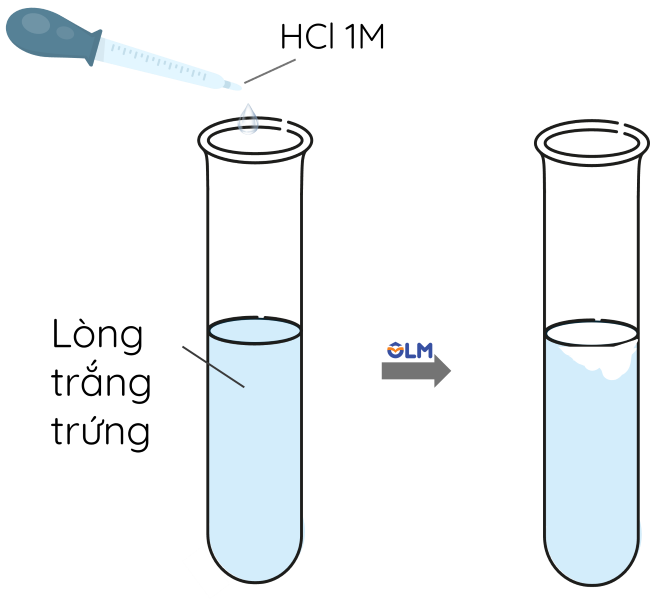 KHTN 9, Thí nghiệm đông tụ protein, olm