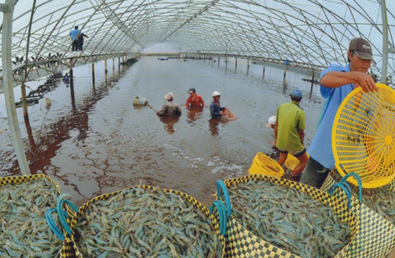 Công nghệ 12, thu hoạch tôm, olm