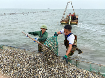 Công nghệ 12, thu hoạch ngao, olm