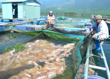 Công nghệ 12, thu hoạch, olm