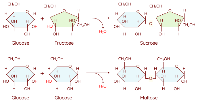 Disaccharide