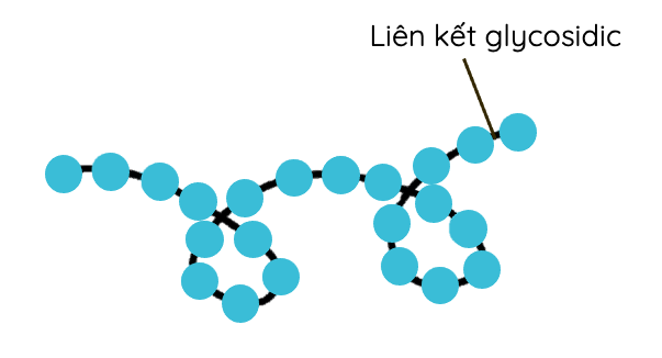 Amylose