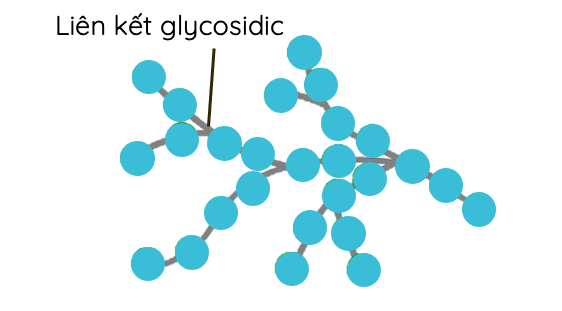 Amylopectin