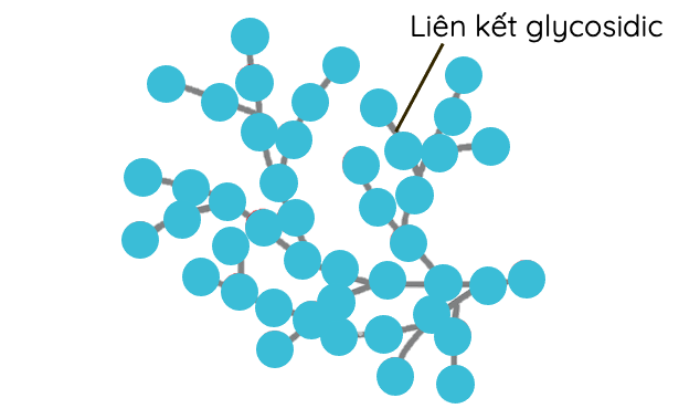 Glycogen