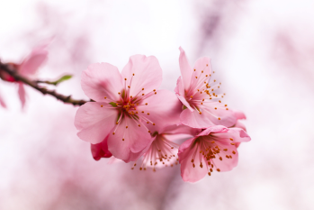 peach blossoms OLM