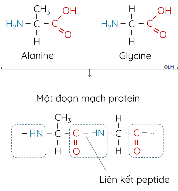 KHTN 9, Sự hình thành liên kết peptide, olm