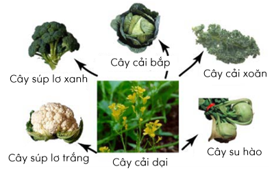 KHTN 9, chọn lọc nhân tạo cây họ Cải olm