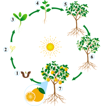 KHTN 7, các giai đoạn sinh trưởng và phát triển của cây cam