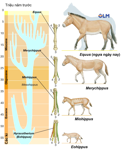 KHTN 9, sự tiến hóa xương chi ngựa olm