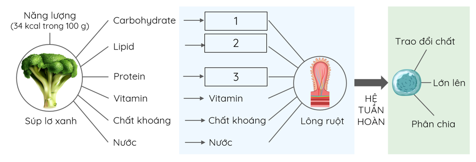 Dinh dưỡng