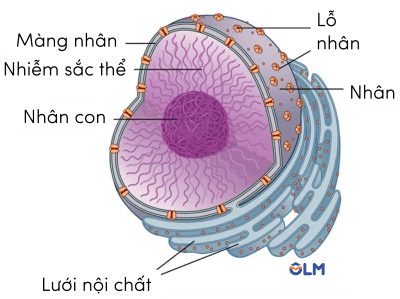 khoa học tự nhiên 9, cấu trúc nhân tế bào olm