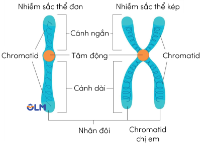 Khoa học tự nhiên 9, hình dạng nhiễm sắc thể olm